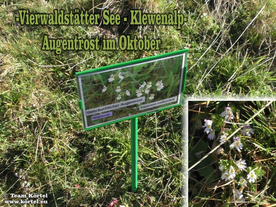 Augentrost im Oktober