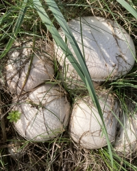 Wiesenchampignon-Thumb