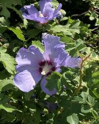 Malve-Hibiskus-Thumb