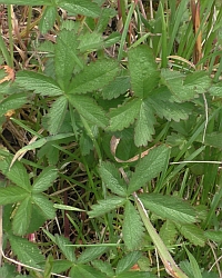 Fuenffingerkraut-Thumb