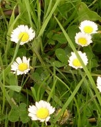 Gaensebluemchen-Thumb