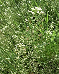 Hirtentaeschel-Thumb