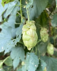 Hopfen-Thumb