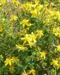 Johanniskraut-Thumb