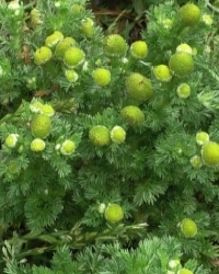 Kamille-strahlenlos-Thumb