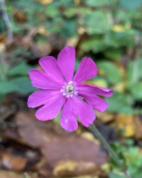 Karthaeusernelke-Thumb