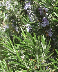 Rosmarin-Thumb