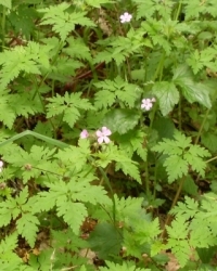 Ruprechtskraut-Thumb