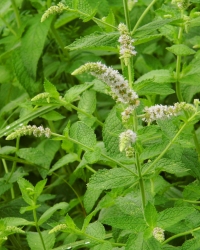 Salbei-Gamander-Thumb