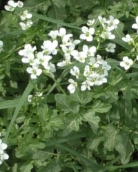 Schaumkraeuter-Thumb