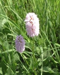 Schlangen-Knoeterich-Thumb