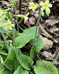 Schluesselblume-Thumb