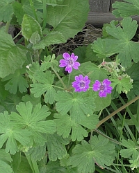 Storchschnabel-Thumb