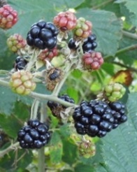 Brombeere-Thumb
