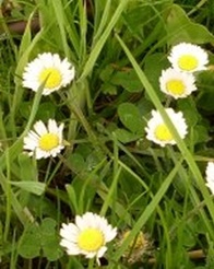 Gaensebluemchen-Thumb