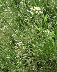 Hirtentaeschel-Thumb