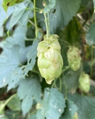 Hopfen-Thumb