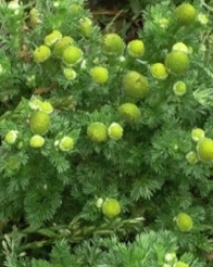 Kamille-strahlenlos-Thumb