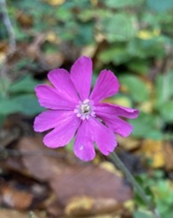 Karthaeusernelke-Thumb