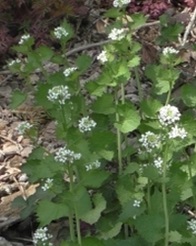 Knoblauchsrauke-Thumb