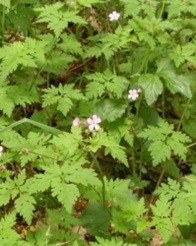 Ruprechtskraut-Thumb