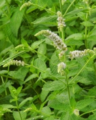 Salbei-Gamander-Thumb