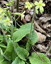 Schluesselblume-Thumb