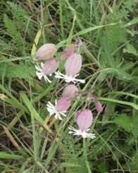 Taubenkropf-Leimkraut-Thumb