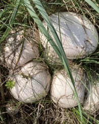 Wiesenchampignon-Thumb