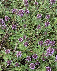 Thymian-Quendel-Thumb