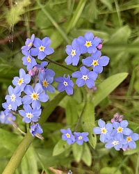 Vergissmeinnicht-Thumb