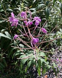 Weidenroeschen-Thumb