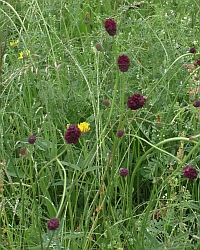 Wiesenknopf-gross-Thumb